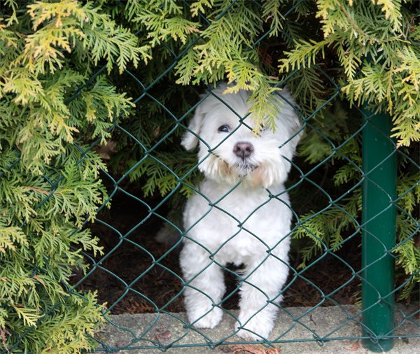 Animal Liability Small dog in backyard at fence