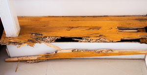 Termite Damage Interior wood damage from termites