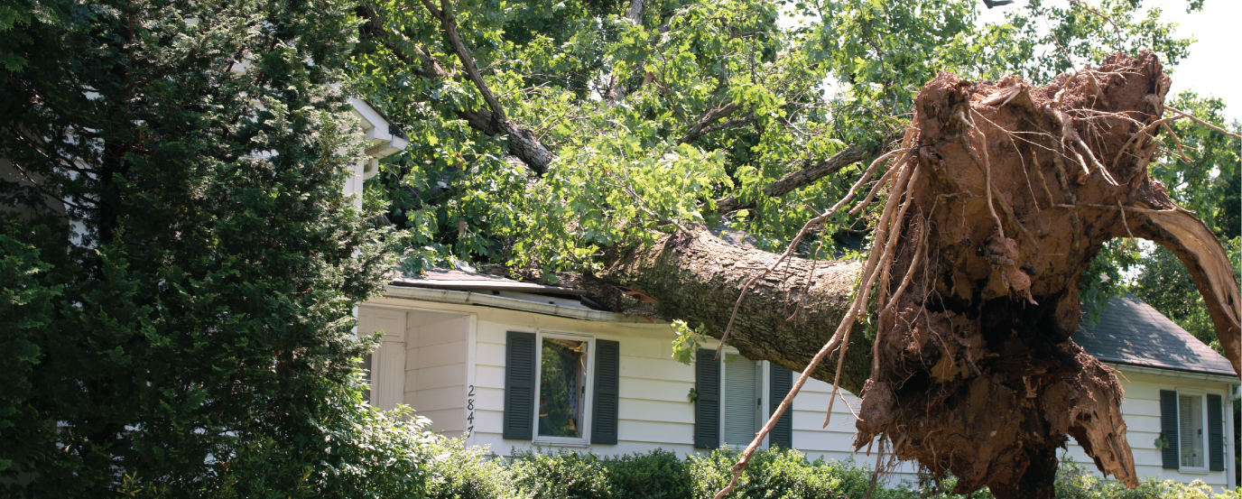 Árbol Arrancado de Raíz Atravesando el Techo de una Vivienda