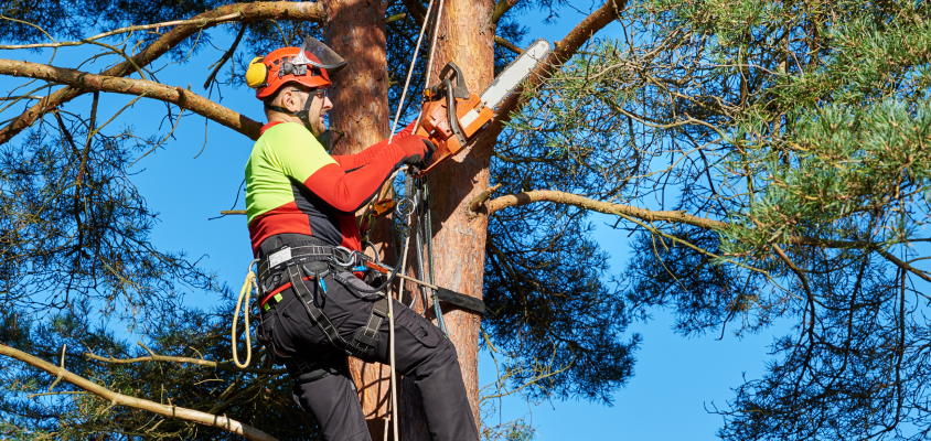 Professional arborist in safety equipment cutting tree branch